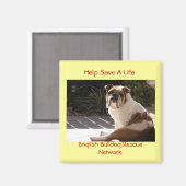 English Bulldog Rescue Network - Angepasstes Magnet (Vorderseite/Rückseite)