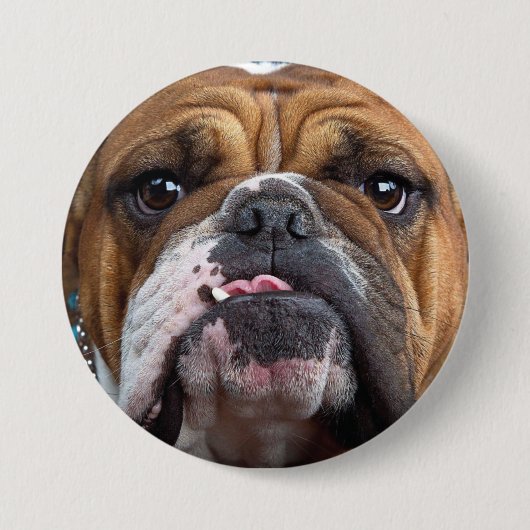 English Bulldog Throw Kissen Button (Vorderseite)