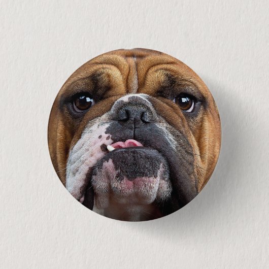 English Bulldog Throw Kissen Button (Vorderseite)