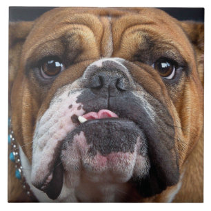 English Bulldog Throw Kissen Fliese