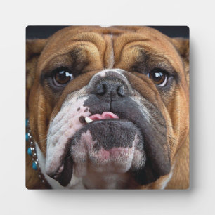 English Bulldog Throw Kissen Fotoplatte