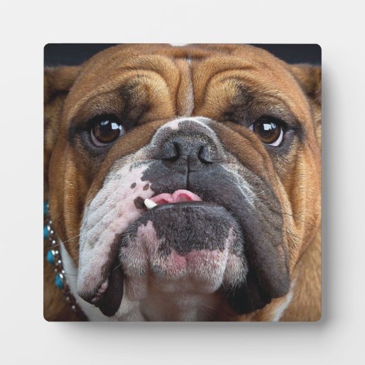 English Bulldog Throw Kissen Fotoplatte (Vorderseite)