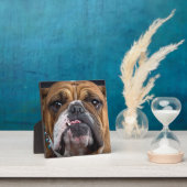 English Bulldog Throw Kissen Fotoplatte (InSitu)