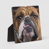 English Bulldog Throw Kissen Fotoplatte (Vorderseite)