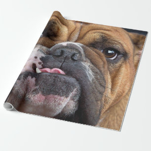 English Bulldog Throw Kissen Geschenkpapier