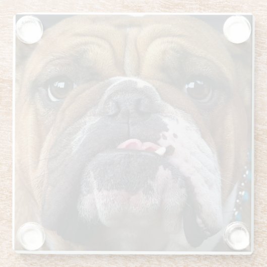 English Bulldog Throw Kissen Glasuntersetzer (Rückseite)