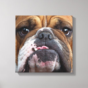 English Bulldog Throw Kissen Leinwanddruck