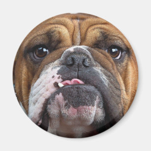 English Bulldog Throw Kissen Magnet