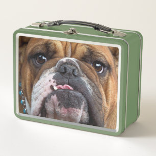 English Bulldog Throw Kissen Metall Brotdose
