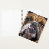 English Bulldog Throw Kissen Planer (Anzeige)