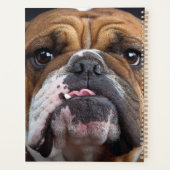 English Bulldog Throw Kissen Planer (Rückseite)