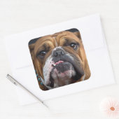 English Bulldog Throw Kissen Quadratischer Aufkleber (Umschlag)
