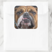 English Bulldog Throw Kissen Quadratischer Aufkleber (Tasche)