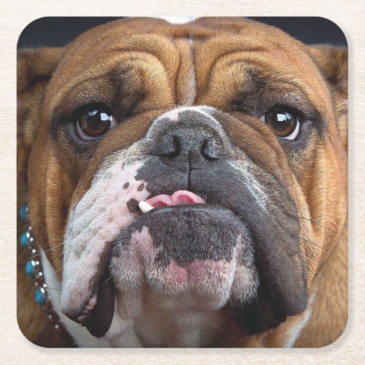 English Bulldog Throw Kissen Rechteckiger Pappuntersetzer (Vorderseite)
