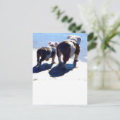 English Bulldog und Puppy Postkarte (Stehend Vorderseite)