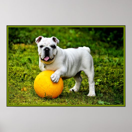 English Bulldog w/Ball Poster (Vorne)