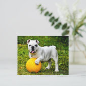 English Bulldog w/Ball Postkarte (Stehend Vorderseite)