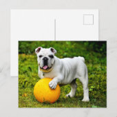 English Bulldog w/Ball Postkarte (Vorne/Hinten)