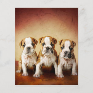English Bulldog Welpen wirklich Niedlich Flyer