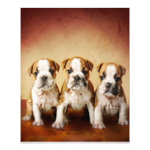 English Bulldog Welpen wirklich Niedlich Fotodruck