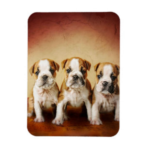 English Bulldog Welpen wirklich Niedlich Magnet