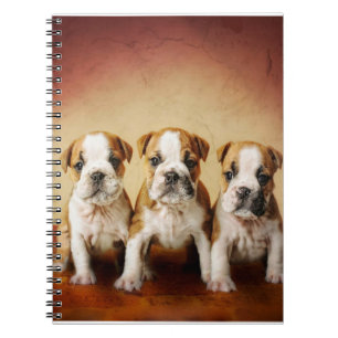 English Bulldog Welpen wirklich Niedlich Notizblock