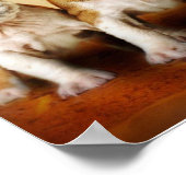 English Bulldog Welpen wirklich Niedlich Poster (Ecke)