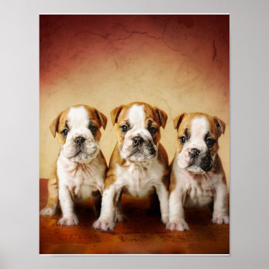 English Bulldog Welpen wirklich Niedlich Poster (Vorne)