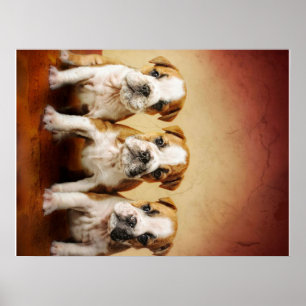 English Bulldog Welpen wirklich Niedlich Poster