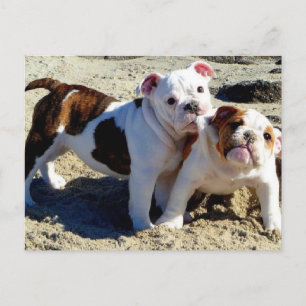 English Bulldogs Puppy Liebe! Postkarte