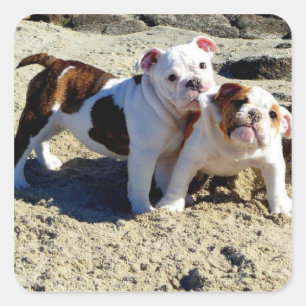 English Bulldogs Puppy Liebe! Quadratischer Aufkleber