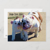 English Bulldogs You Belong With Me Postkarte (Vorne/Hinten)