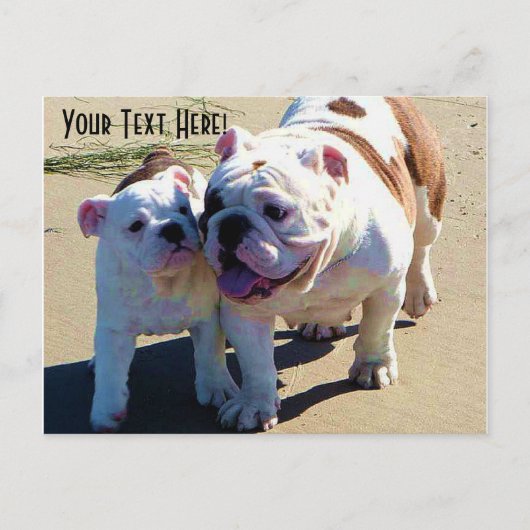 English Bulldogs You Belong With Me Postkarte (Vorderseite)