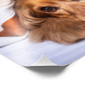 English Cocker Spanel Dog Fotodruck (Ecke)