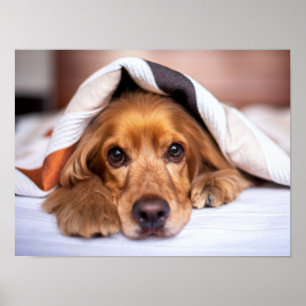 English Cocker Spanel Dog Poster