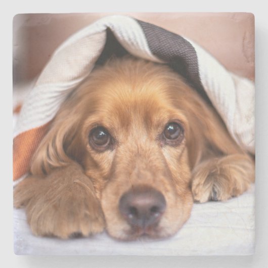 English Cocker Spanel Dog Steinuntersetzer (Vorderseite)
