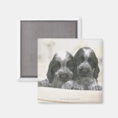 English Cocker Spanel Magnet (Vorderseite/Rückseite)