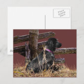 English Cocker Spanel Postkarte (Vorne/Hinten)