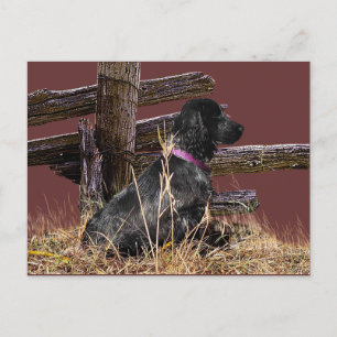English Cocker Spanel Postkarte
