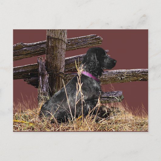 English Cocker Spanel Postkarte (Vorderseite)