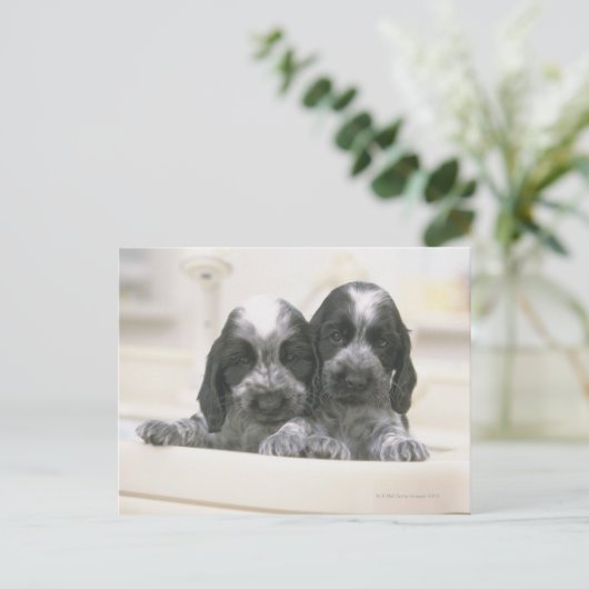 English Cocker Spanel Postkarte (Stehend Vorderseite)