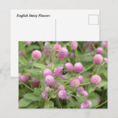 English Daisy Blume Postkarte (Vorne/Hinten)