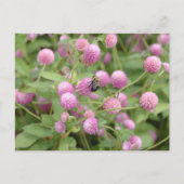 English Daisy Blume Postkarte (Vorderseite)