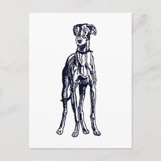 English Greyhound Breed Postkarte (Vorderseite)