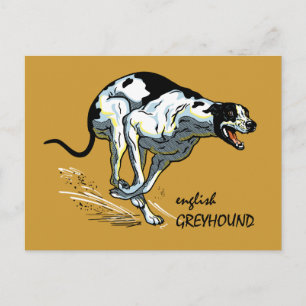 English Greyhound Postkarte