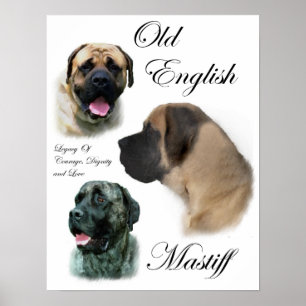 English Mastiff Art Prints Poster