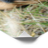 English Mastiff dog lächeln - Foto (Ecke)