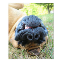 English Mastiff dog lächeln - Foto