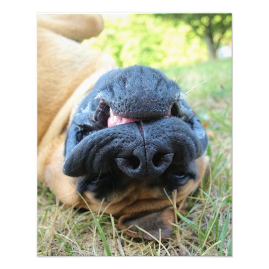 English Mastiff dog lächeln - Foto (Vorne)