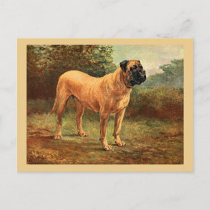 English Mastiff Dog Vintag Illustration Postkarte